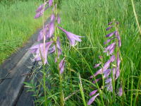 �R�n�M�{�E�V